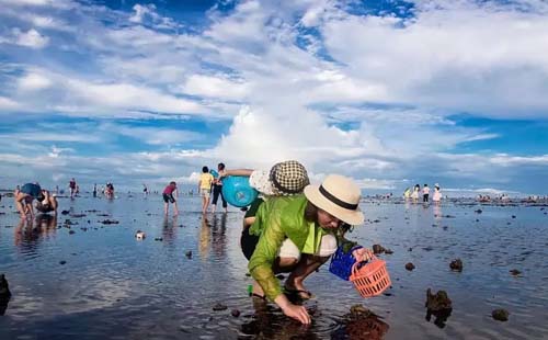 大連趕海會遇到哪些海生物