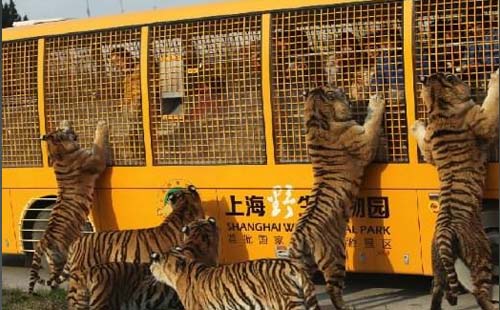 上海野生動物園攻略  上海野生動物園票價是多少