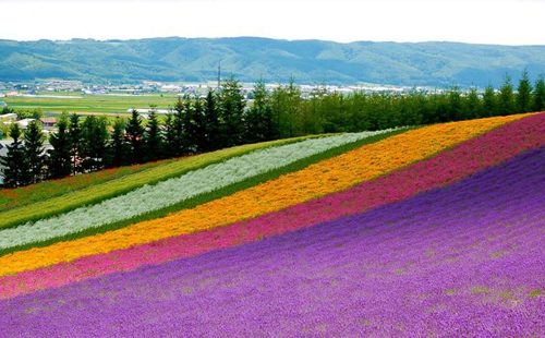 北海道花海攻略 北海道花海旅游交通攻略