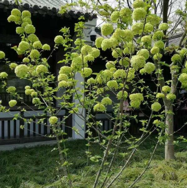 揚州瘦西湖門票多少錢