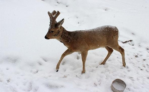 雙峰林場有什么好玩的 雪鄉雙峰林場游玩攻略