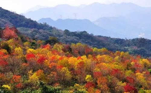 深圳自駕去石門(mén)國(guó)家森林公園紅葉節(jié)路線攻略