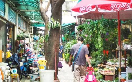 深圳福田農批市場花卉街市怎么去