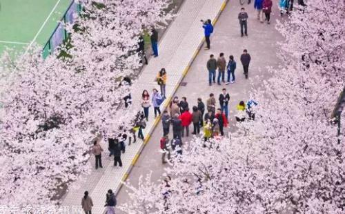 2018年武漢看花的地方有哪些 武漢周邊賞花地點推薦