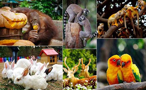 去長隆野生動物園怎么走 長隆野生動物園怎么去