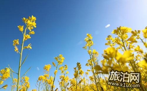 青海湖油菜花什么時候開 青海湖油菜花攻略