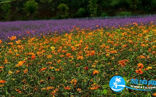 杭州春天賞花地點有哪些 2018杭州賞花攻略