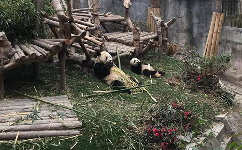 成都熊貓基地有什么好玩的 成都熊貓基地游記