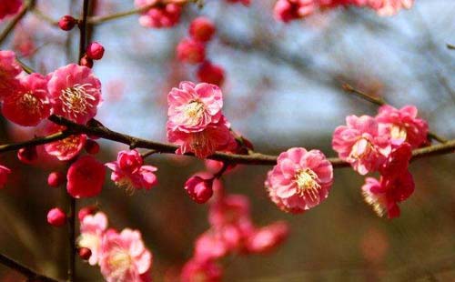 2018杭州孤山賞梅攻略（花期+地址+交通）