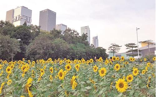 深圳市民中心向日葵在哪里 坐什么車去