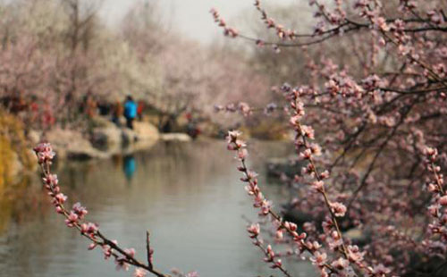 2018北京植物園桃花節門票價格+時間+地點