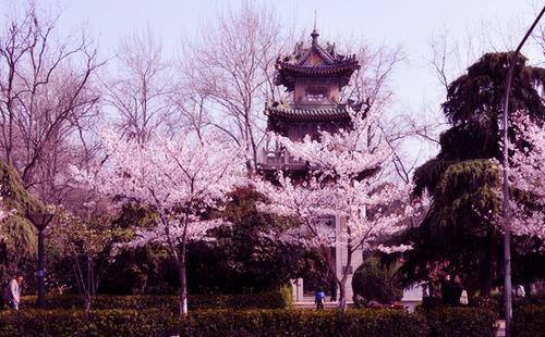 2018南京雞鳴寺櫻花門票+交通指南