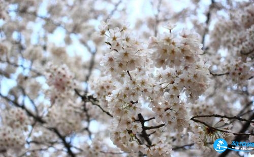 青島櫻花什么時候開 青島哪里有櫻花