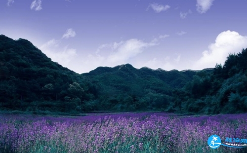 密云薰衣草莊園門票 密云薰衣草莊園花期