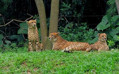 廣州長隆野生動物園怎么去 珠海海洋王國好玩嗎