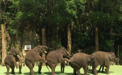 長隆野生動物園有什么 長隆野生動物園怎么玩