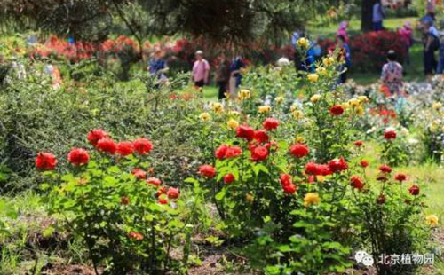 2018北京植物園月季文化節門票價格