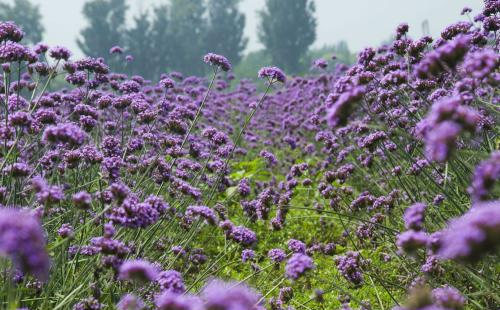 福州花海公園馬鞭草上海攻略