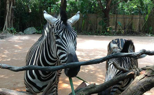 長隆野生動物世界可以自駕進去嗎