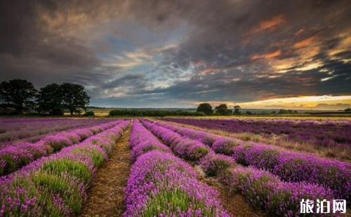 英國薰衣草莊園有哪些 去薰衣草莊園買什么 英國薰衣草莊園什么時候開放