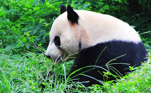 成都大熊貓繁育研究基地攻略