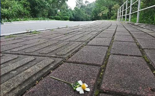 廣州黃山魯森林公園值得去嗎 廣州黃山魯森林公園好玩嗎