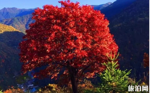 十一月成都周邊有哪些景點(diǎn) 成都十一月可以看紅葉嗎