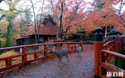 奈良一日游怎么安排為好 奈良旅游必去景點