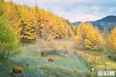 2018成都周邊賞紅葉免費地點推薦