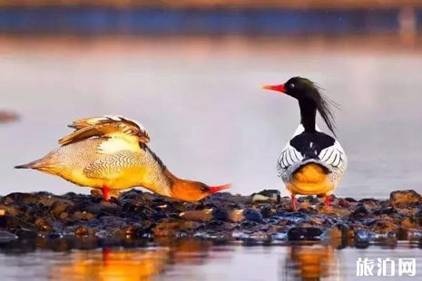 重慶鳥中大熊貓在哪 重慶鳥中大熊貓介紹