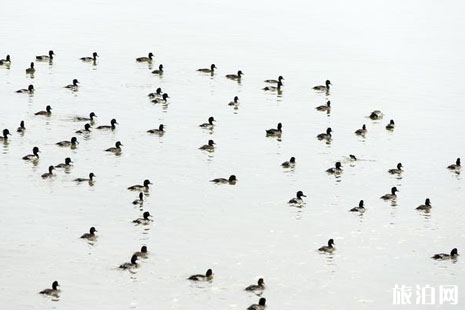 深圳觀鳥最佳地點推薦 深圳觀鳥點攻略