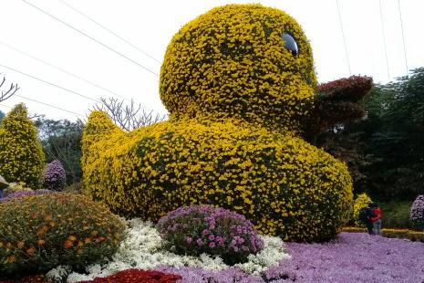 2018深圳東湖公園菊花展舉辦了嗎 深圳周末去哪玩比較好