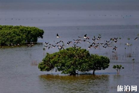 2018深圳灣觀鳥最佳時間+最佳地點