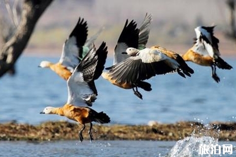 2018深圳觀鳥點推薦+交通 深圳哪里可以去觀鳥