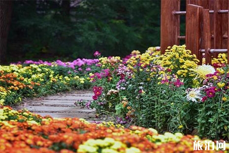 2018上海共青森林公園菊花展延期到12月2號 時間+地點+交通