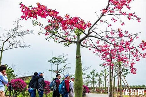 2018-2019佛山異木棉觀賞點(diǎn)推薦 異木棉觀賞期