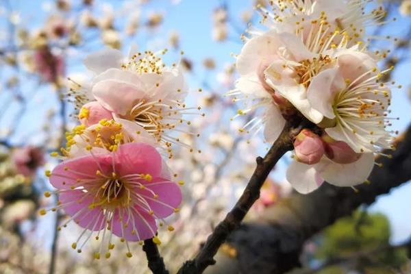 2019東湖蠟梅展開放時間及地址