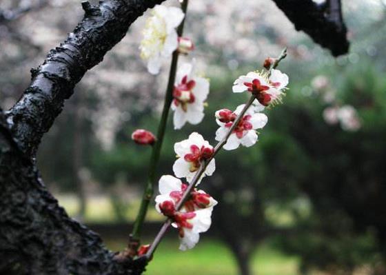 杭州植物園靈峰梅花賞玩攻略