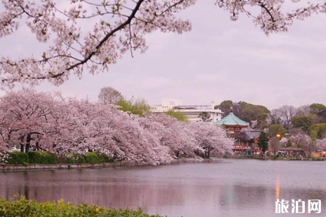 2019東京櫻花什么時候開 2019東京賞櫻地推薦