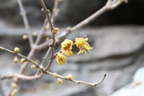 2019頤和園梅花展何時舉辦+地點+門票+交通+介紹