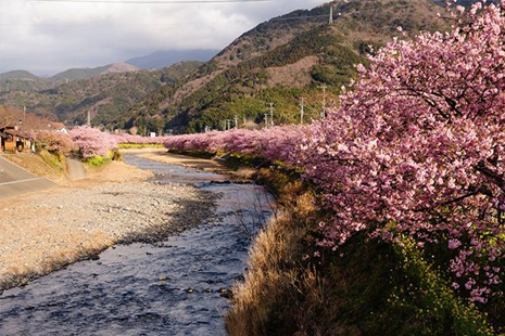 日本櫻花幾月份盛開 2019日本櫻花觀賞地推薦