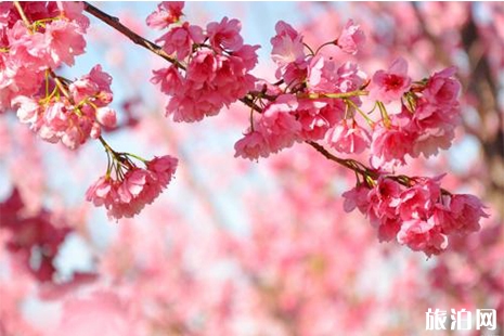 2019年株洲賞花地圖 月份+花種