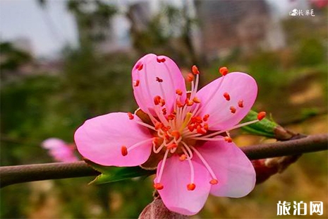 張家口在哪有桃花 張家口桃花攻略