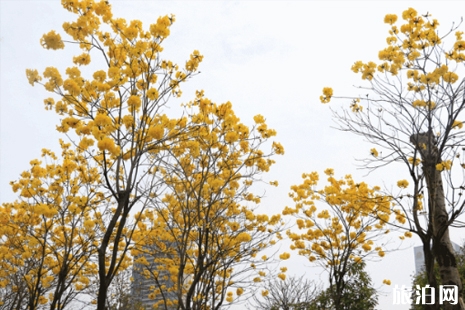 黃花風(fēng)鈴木在佛山哪里有