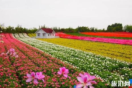 深圳踏青賞花好去處 深圳周末去哪里玩