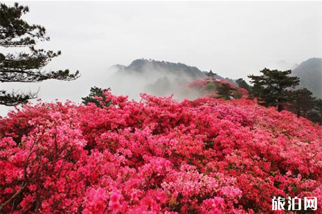 2019南寧大明山杜鵑花開了 門票+花期