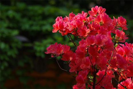 攀枝花杜鵑花海在哪里