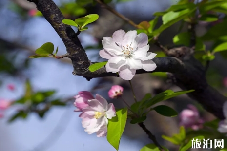 2019年北京賞花時間表 北京賞花好去處