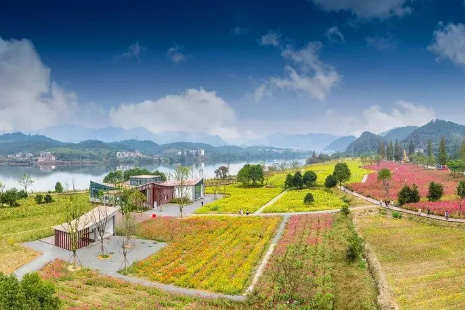 2019杭州建德黃饒半島油菜花花期+路線推薦