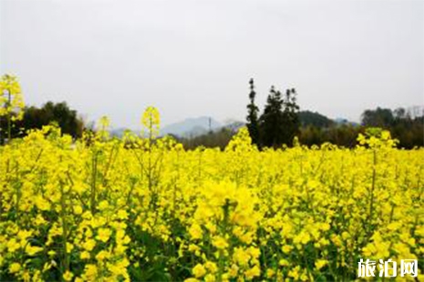 黃山賞油菜花觀賞地圖